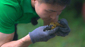 大熊猫粪便能种茶还能造纸?大熊猫:我这国宝可不是白叫的