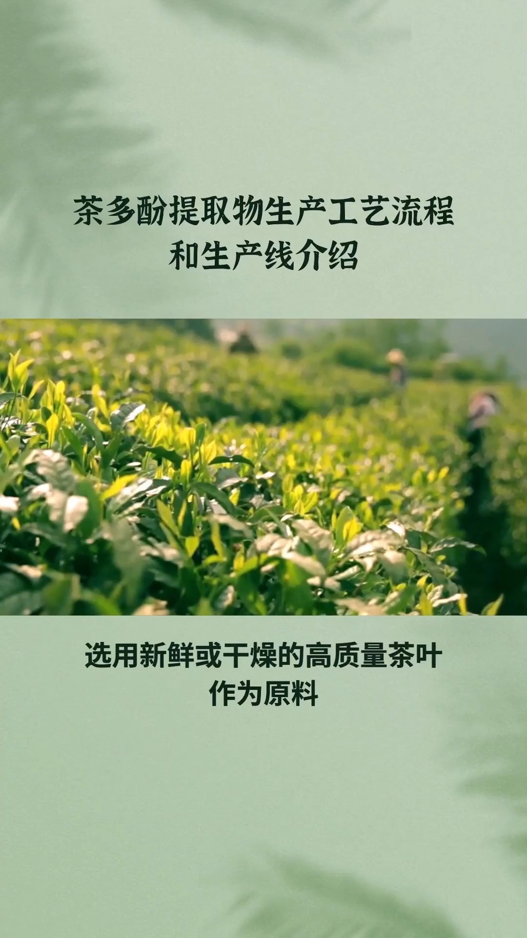 茶多酚提取生产工艺流程,绿茶提取物加工设备绿茶多酚提取产线