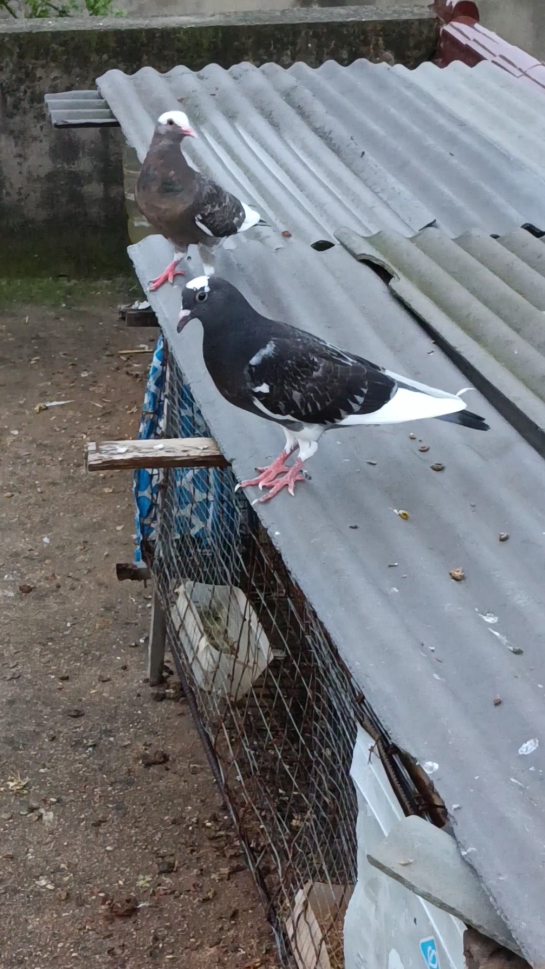 雨点白条想玩的联系