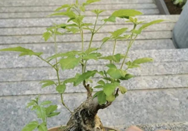 "黄荆条下出好人"的黄荆条是什么树?不仅仅是打人工具还是良药