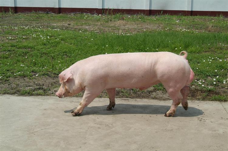 三江白猪的种猪怎么样?种猪选择的基本要求!