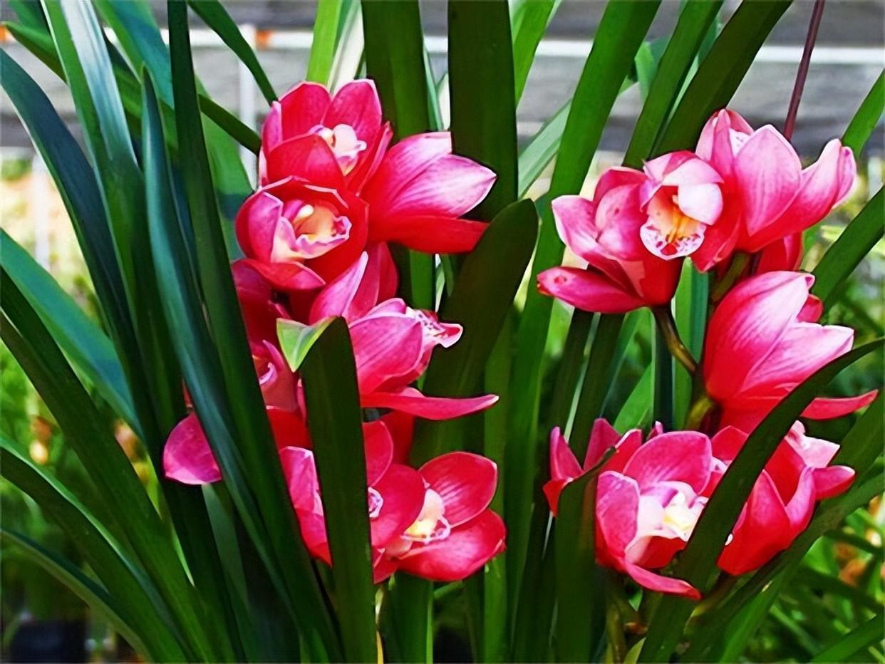 公认好养的兰花——"大将军",生机勃勃,高雅又大气