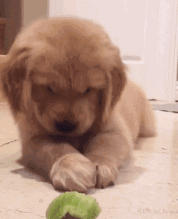 为什么养"金毛"的人越来越多,原因有这6点