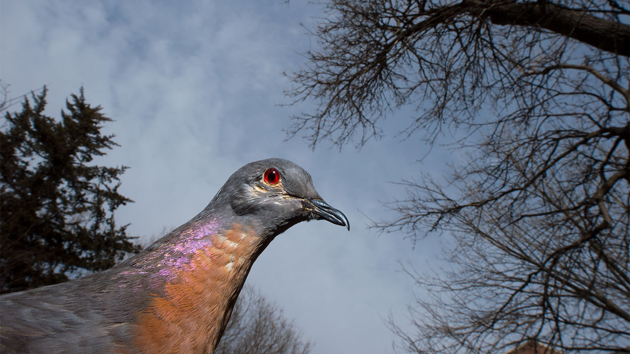 100年前,50亿生命的消失,美国旅鸽到底是怎么被灭绝的?