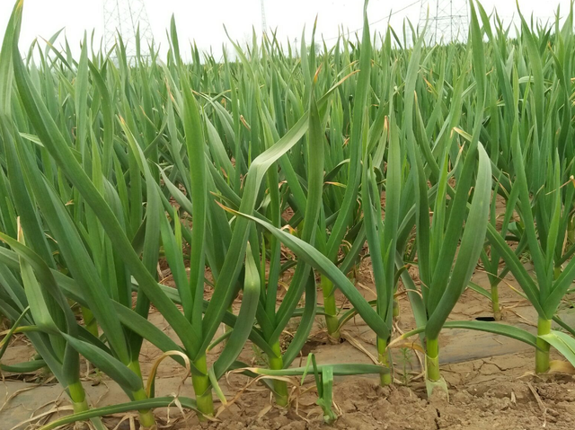 大蒜的生长很容易,只要掌握了正确的种植方法,就能培育出好大蒜