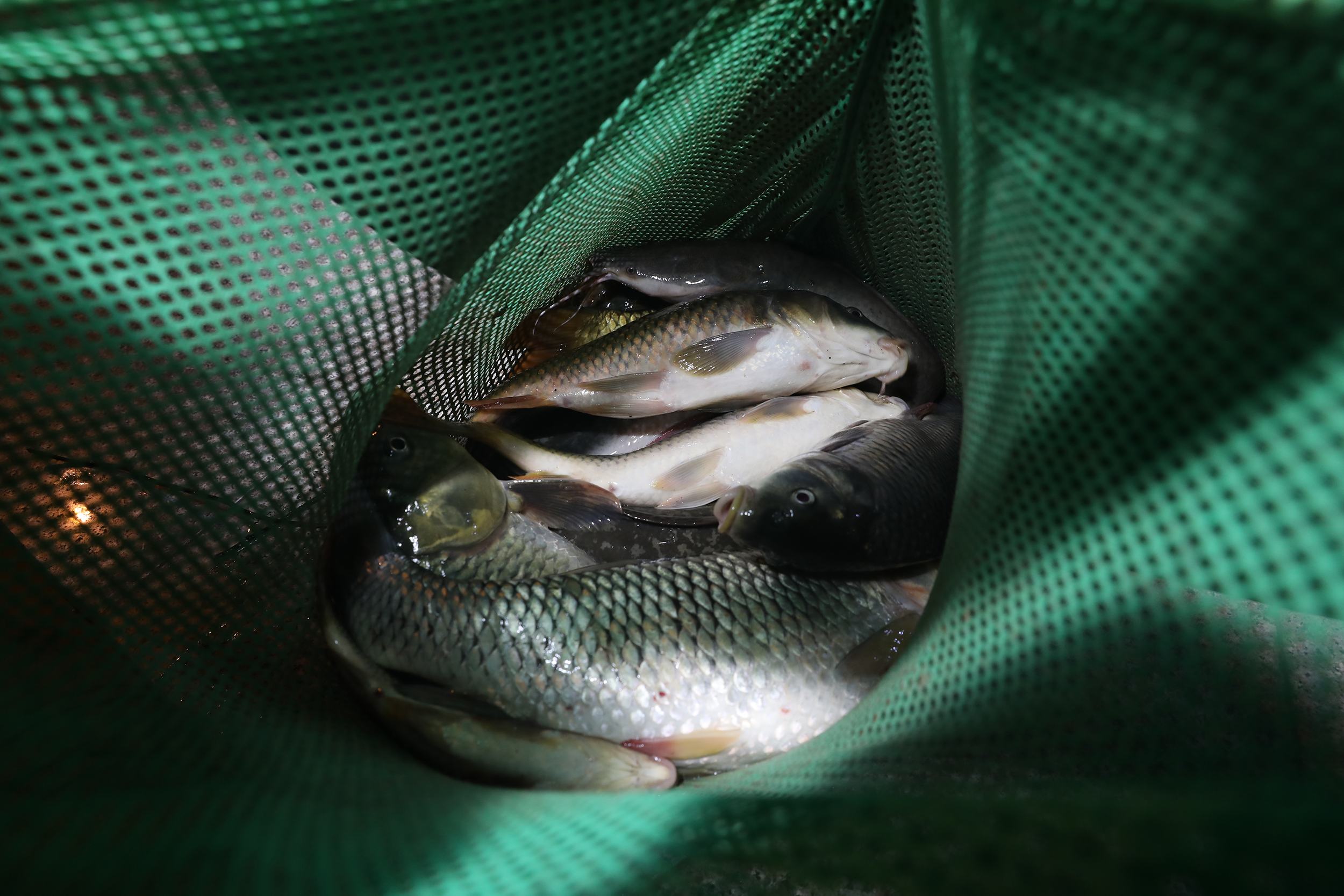 沙区警方重拳严打长江流域非法捕捞