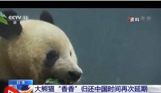 受疫情影响 日本归还大熊猫"香香"时间再次延期