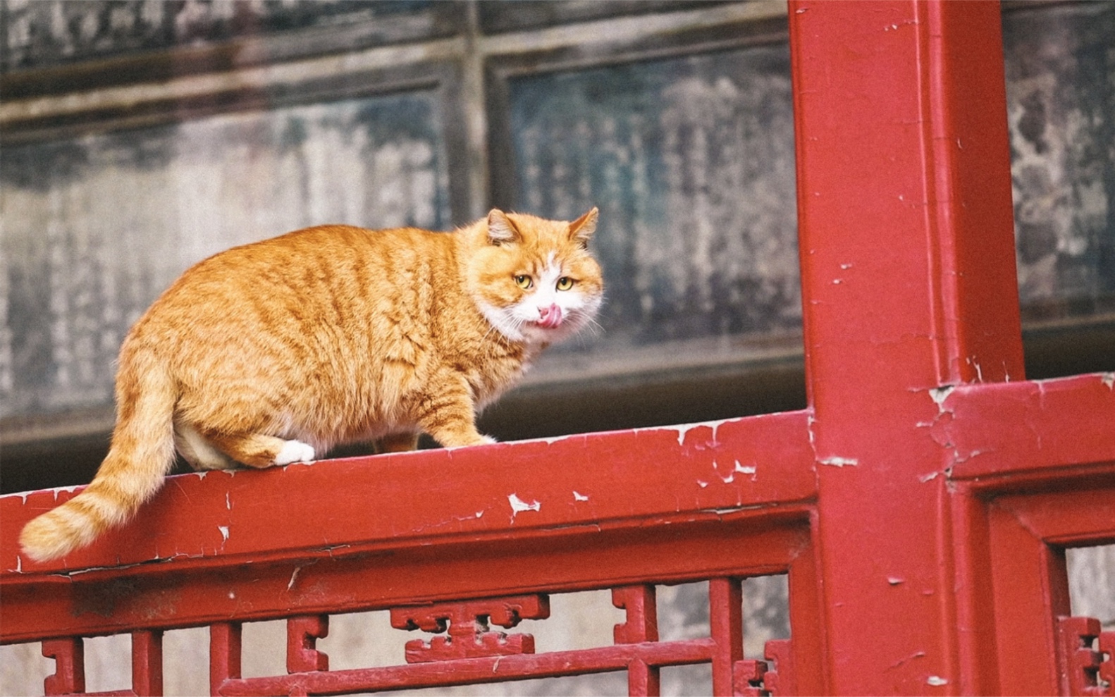 故宫不仅有文物还有猫咪,200只宫廷御猫,日夜巡逻紫禁城