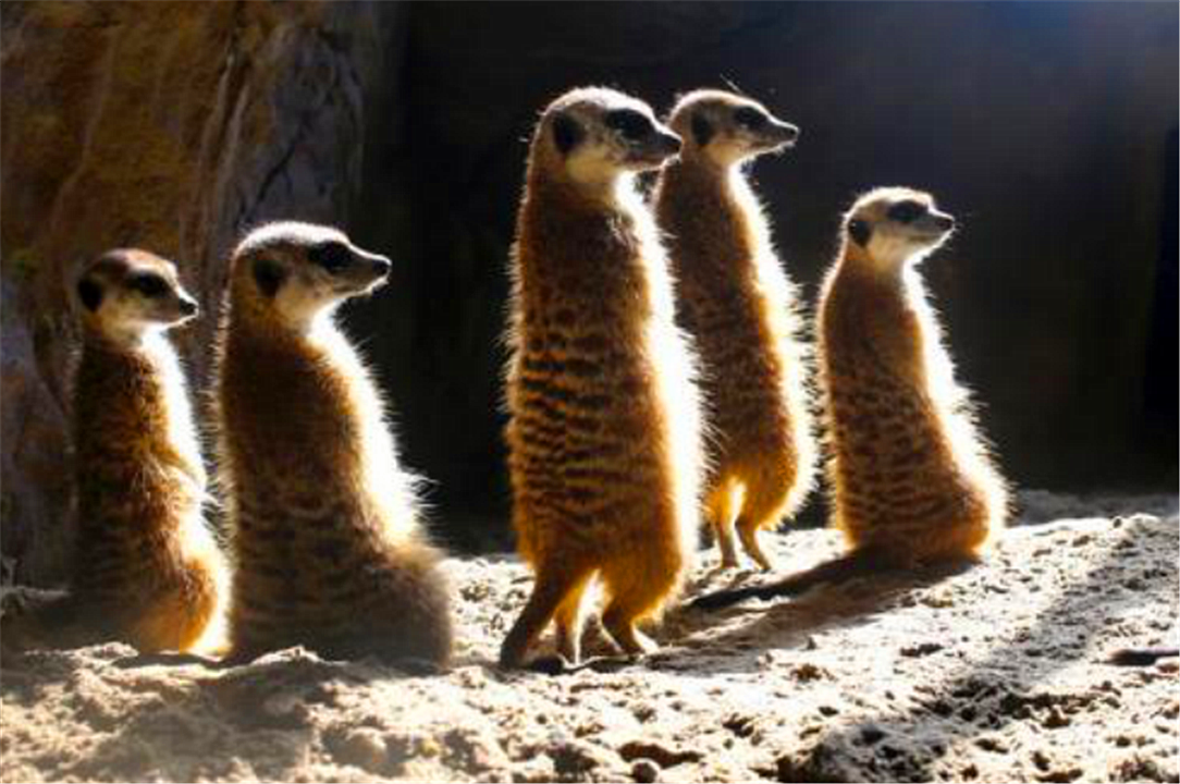 黄鼠狼全身是宝,为什么很少有人愿意养殖?养殖户:真养不起啊