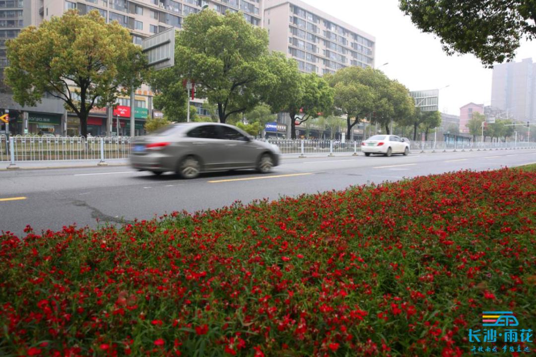 圖集丨雨潤花開,來圭塘河岸讓你