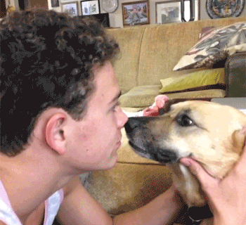 狗为什么喜欢舔人