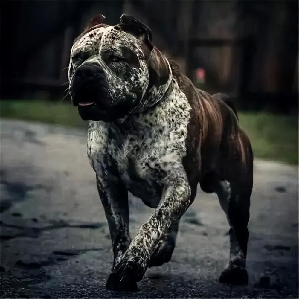 世界上最厉害的狗图片