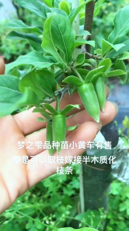 老鸦柿品种梦之雫,赤兔,甲骨文,王冠,慧星,哪一种最值钱?-度小视