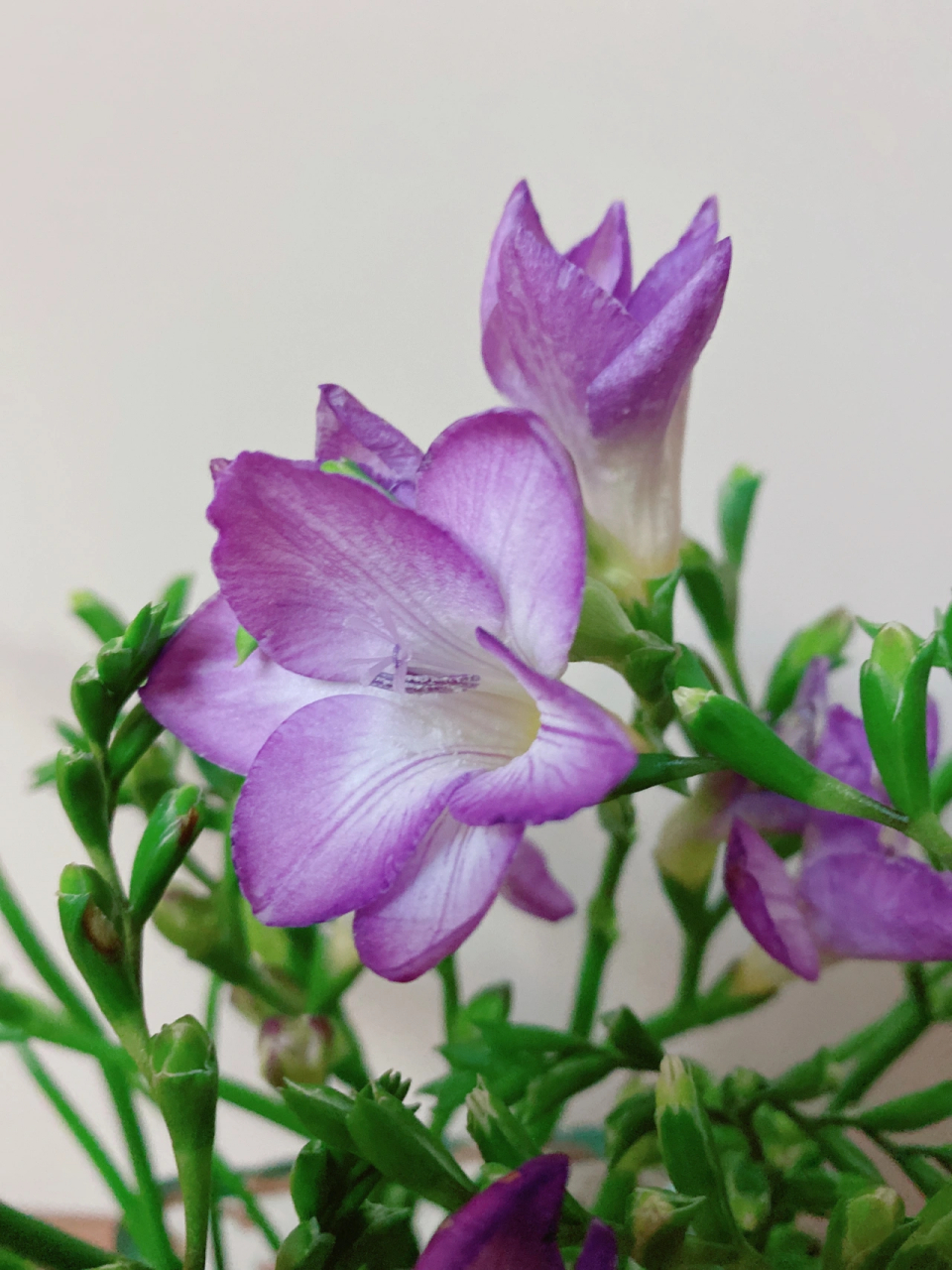 香雪兰(小苍兰)——大红大紫 香雪兰,也叫小苍兰,优雅的身姿好闻的