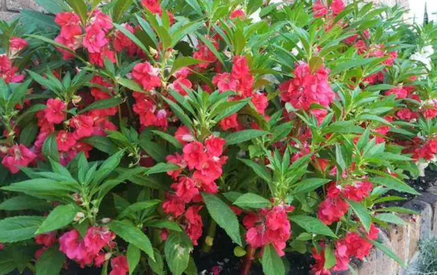 捕蛇20年师傅说:蛇怕2种植物,院子种点,它再不敢往屋里钻了