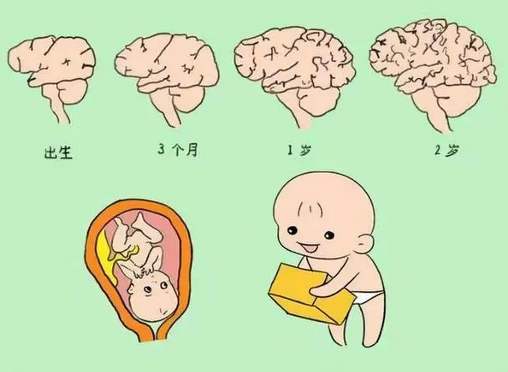 而早产孩子过早地脱离了子宫环境,大脑发育不够完善,脑细胞的数量和