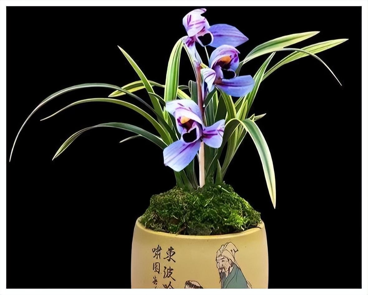 建兰色花第一名品"紫月荷",花开富贵吉祥,兰香扑鼻,养兰首选