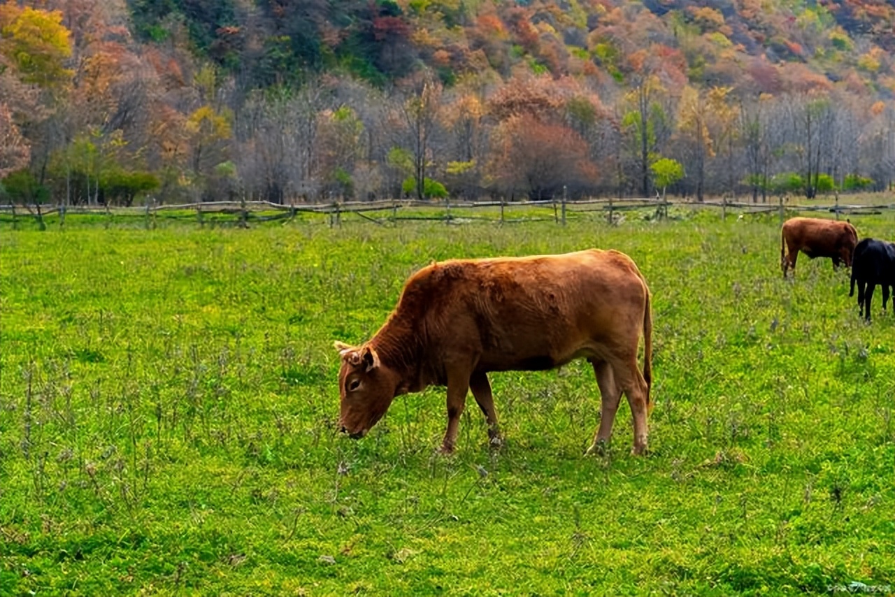 养牛人必看