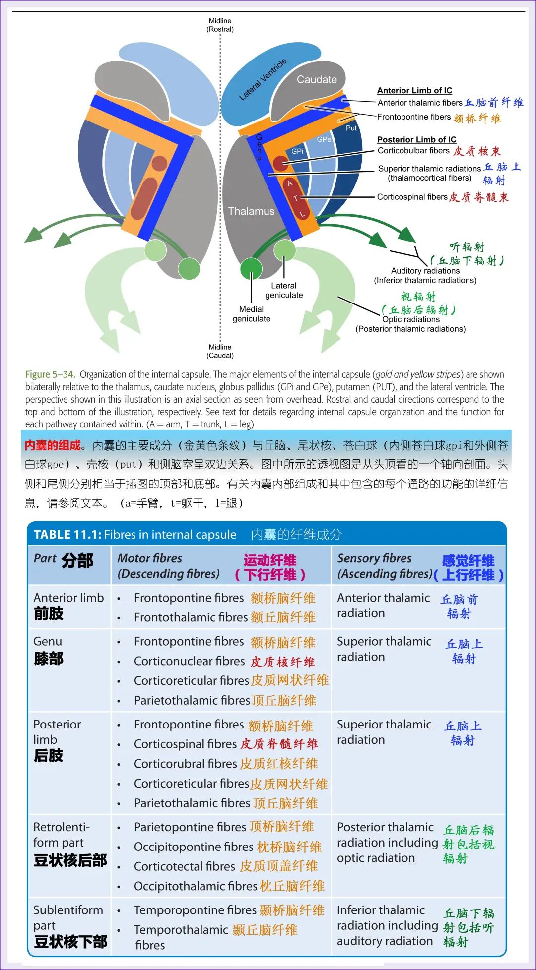 caudatenucleus图片