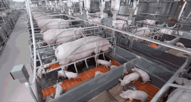 屠宰分割,食品加工,分销物流,终端销售管理等每一个环节,实现猪肉食品