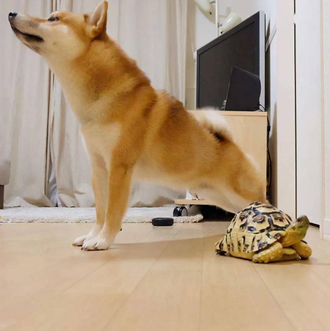 狗狗频繁"伸懒腰",不止是舒展筋骨,还有这些意思