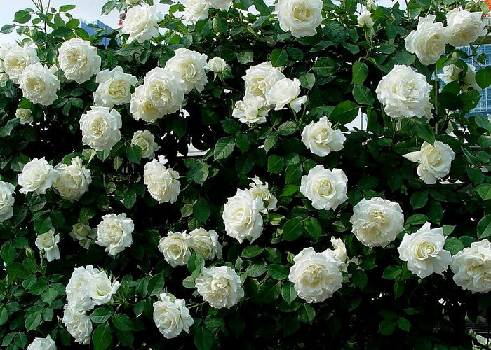 白蔷薇的花语是什么呢?