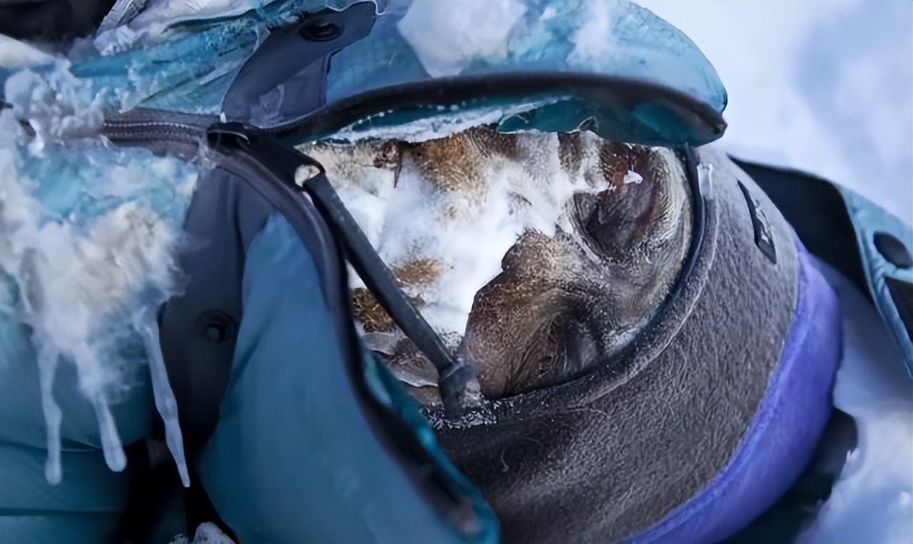 珠峰上最著名的3具遗体:绿靴子,睡美人,休息者,为何没人搬走