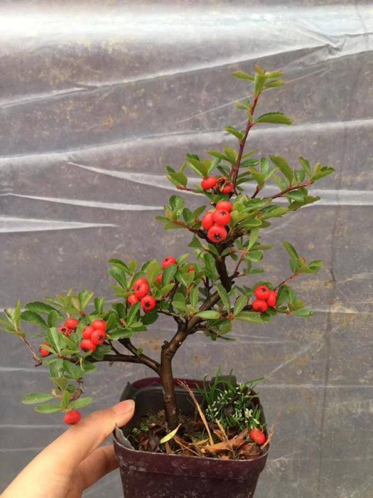火棘盆景,造型好看,养护也简单,观花赏果两不误