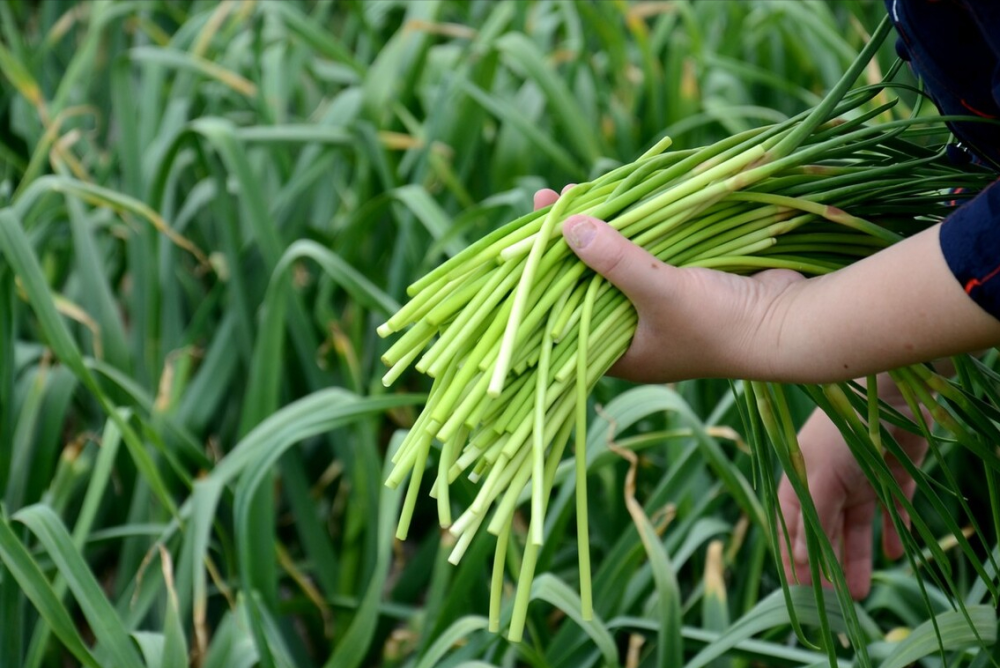 冬季流感"最怕"它,杀菌消炎,祛脂降压,全家安稳过一冬