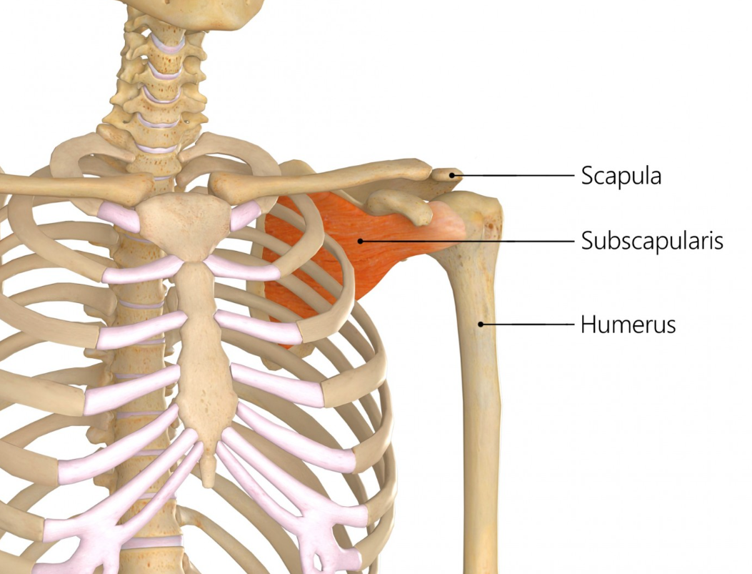 背部肩胛骨下位置图片图片