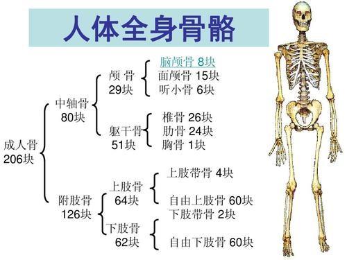 人有多少根骨头 baijiahao.baidu.com