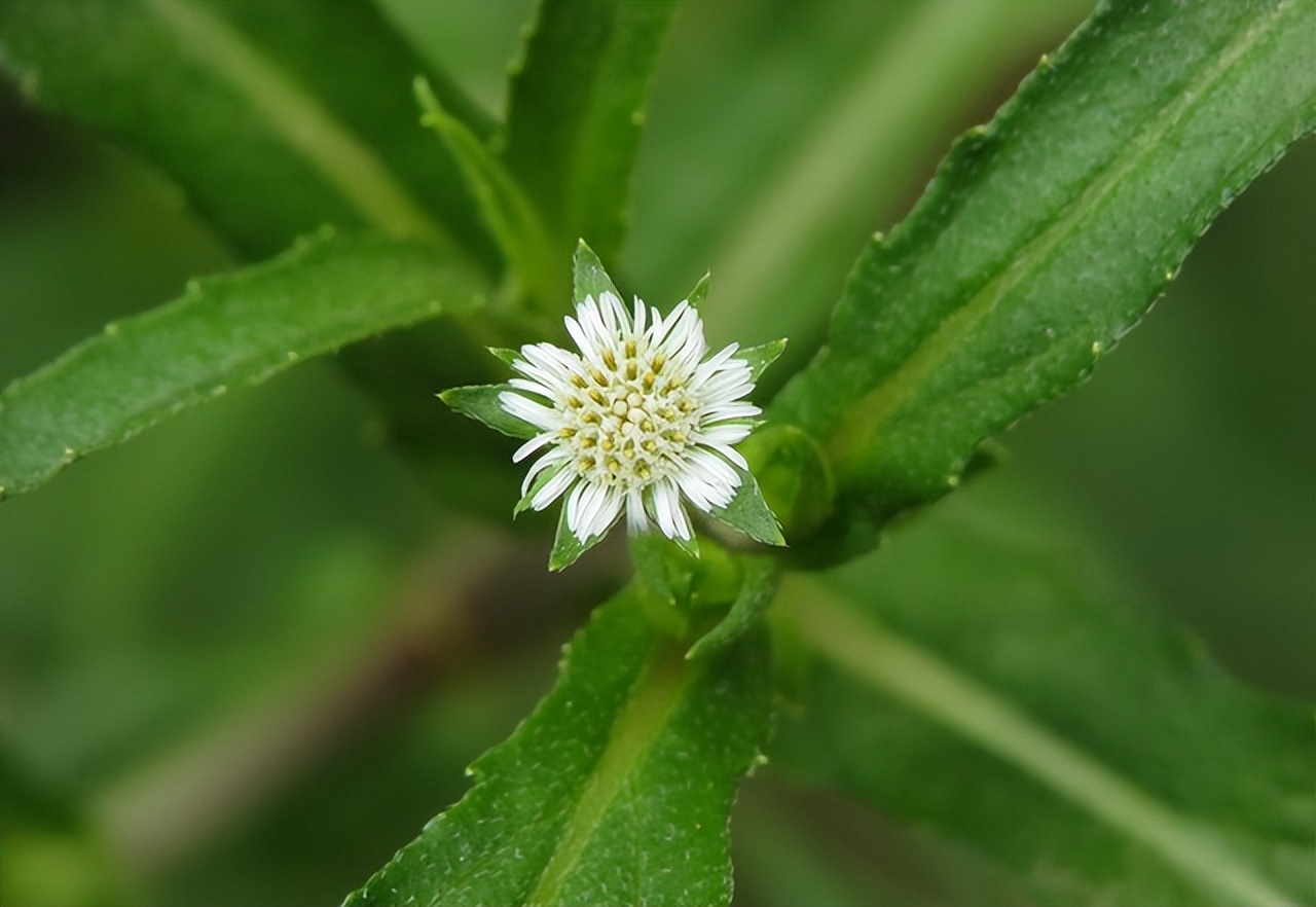 墨旱莲被誉为天然的乌发草,不仅可以药用,嫩茎叶还能当野菜食用