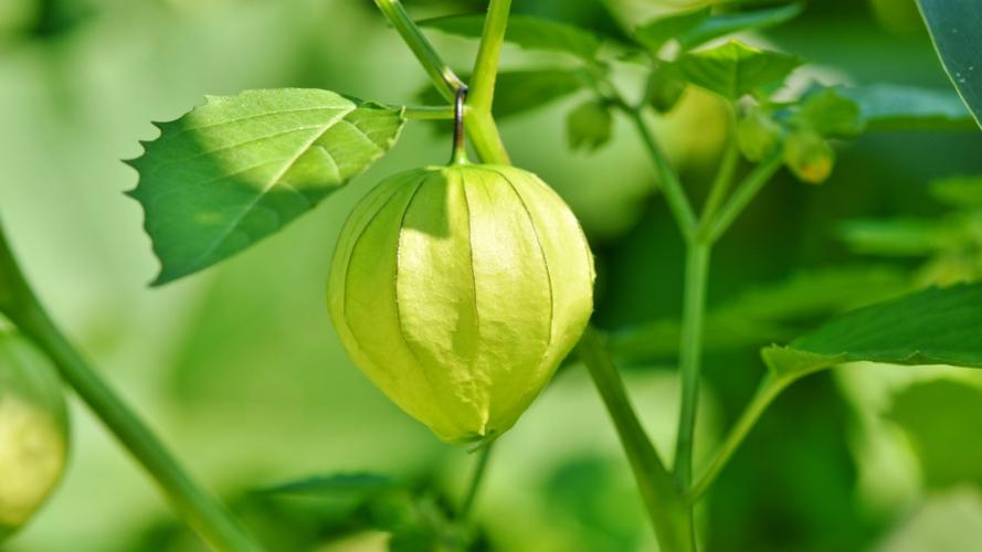 果子像灯笼的植物图片