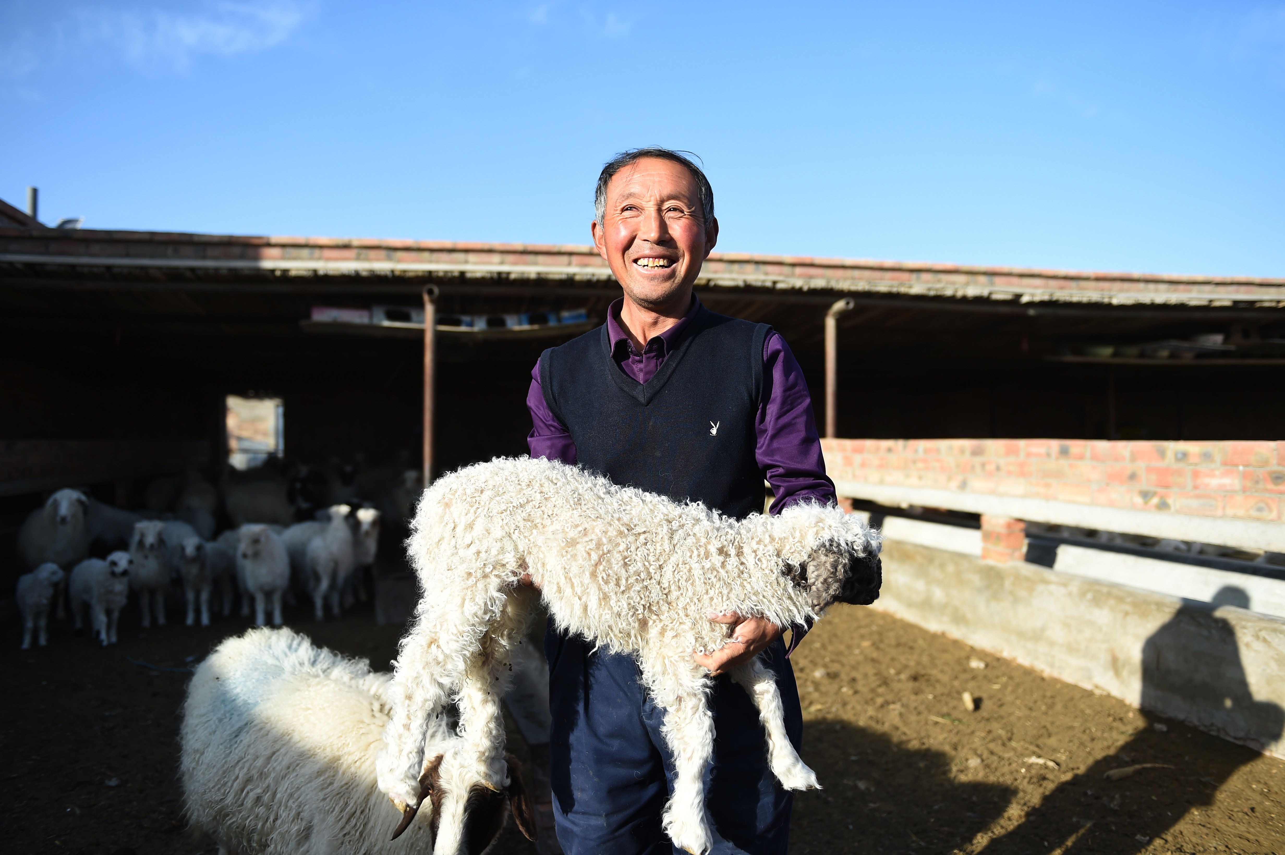 宁夏盐池:加速滩羊产业现代化转型(3)