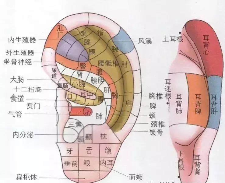 耳朵全息图解高清图片