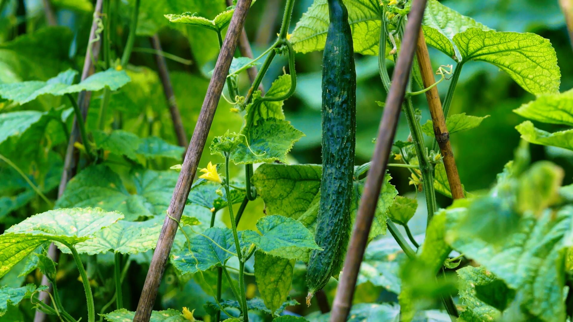 种植黄瓜不知道怎么俢藤?知道这些管理方法,黄瓜结得多又好