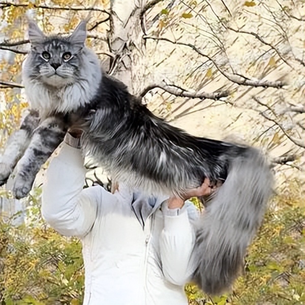 "缅因猫"和"挪威森林猫"的区别?别再傻傻分不清了