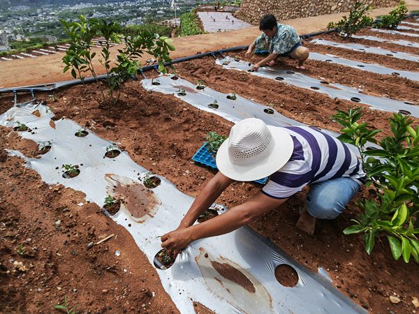 宁南县宁远镇:种下"小红果" 映红移民增收路