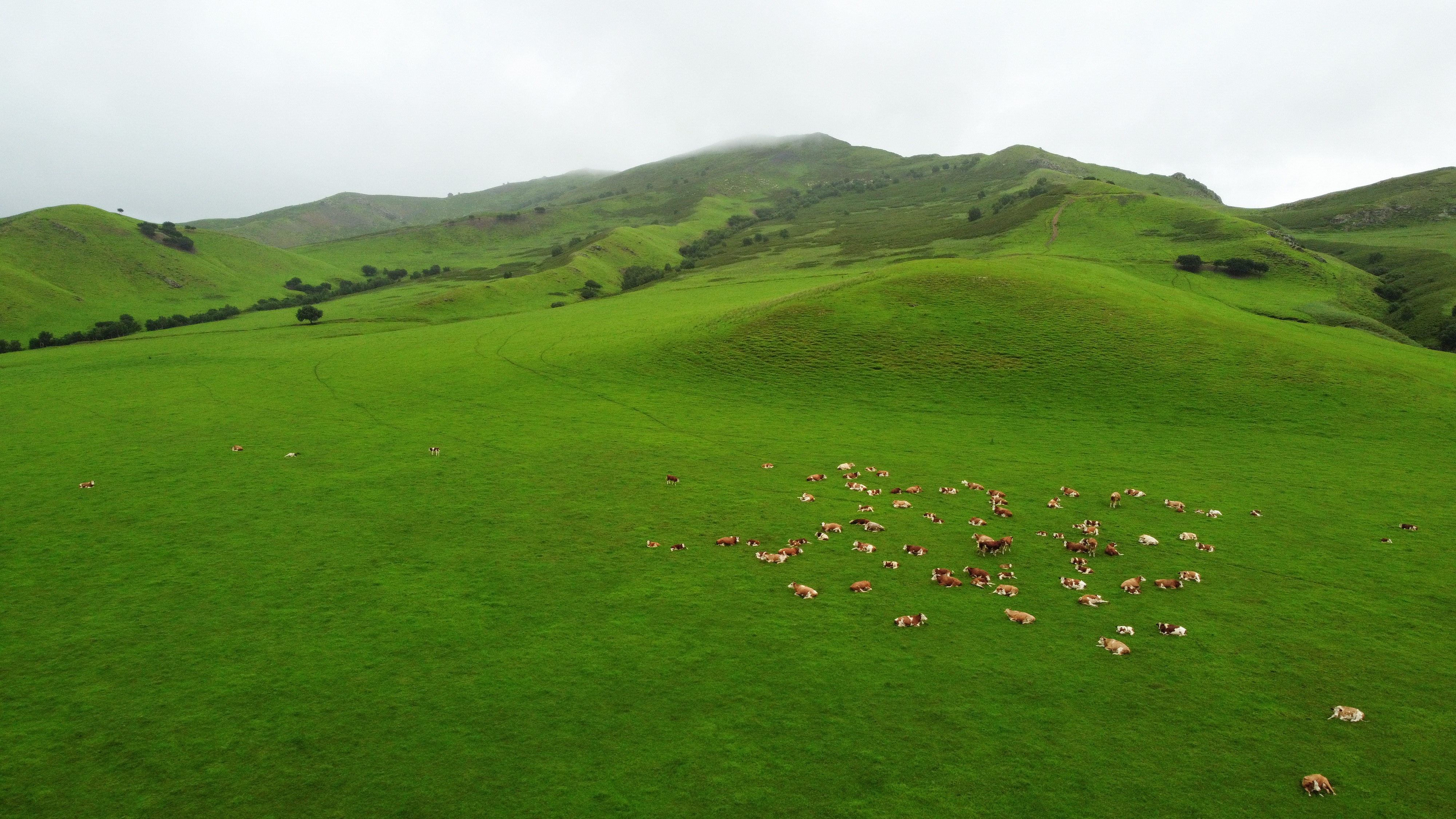 夏日乌兰毛都草原(1)