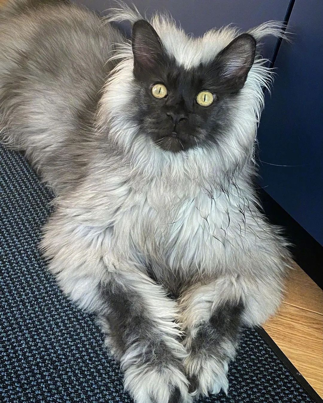 这只长相猴里猴气的缅因猫,看上去就像是一只披着羊皮的黑豹