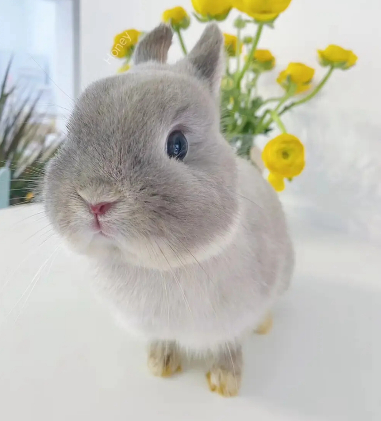 灰色兔子是什么品种?