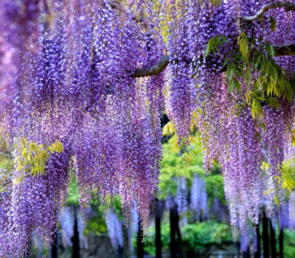 紫背桂花图片图片