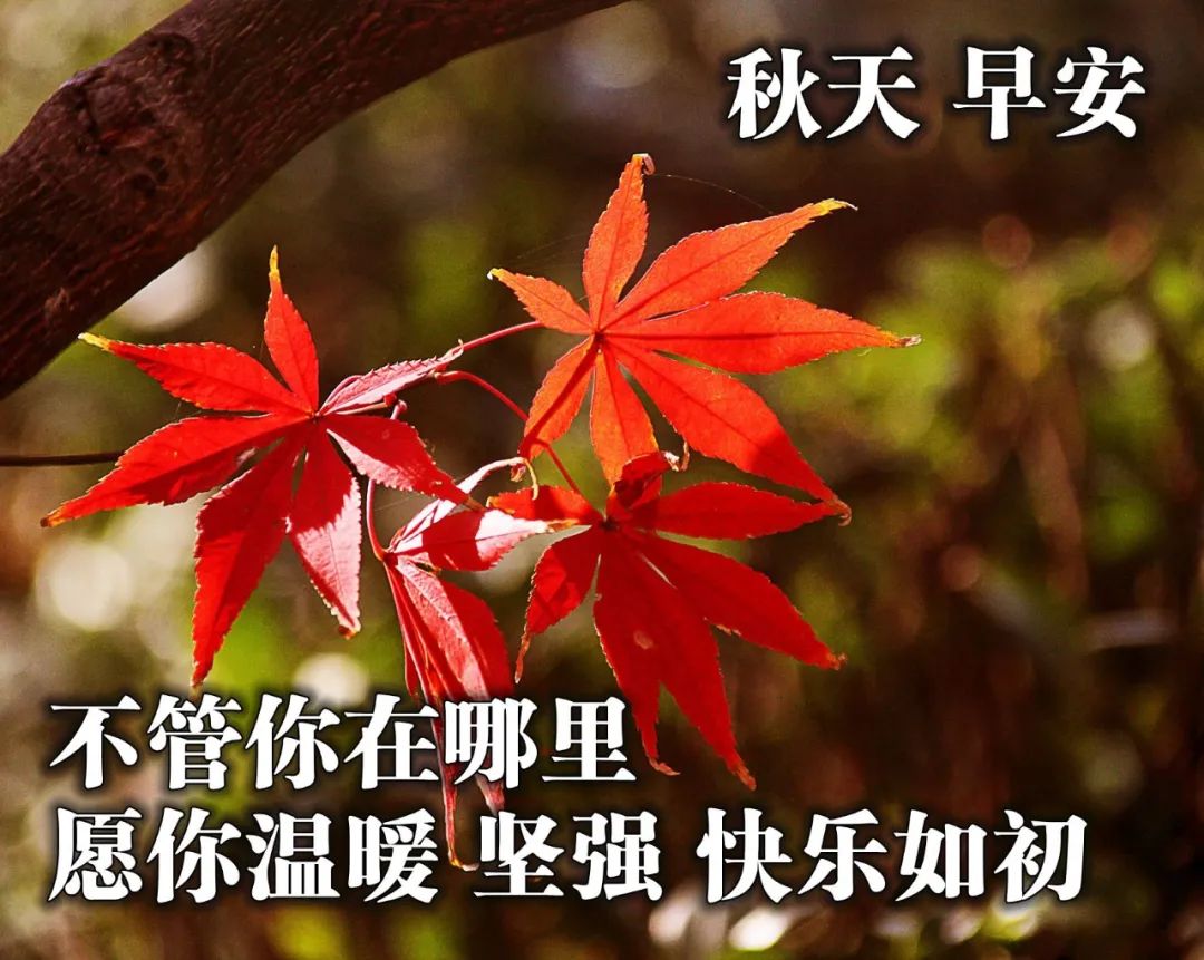 早安致自己的唯美祝福图片,愿你以后的岁月更温柔