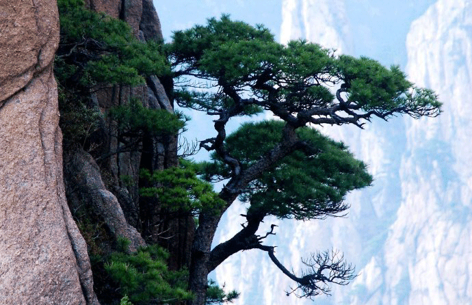 苍松图片大全高清图片图片