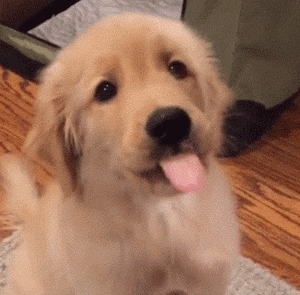 被金毛"舔"很脏吗?实际上它舔你是有这些原因