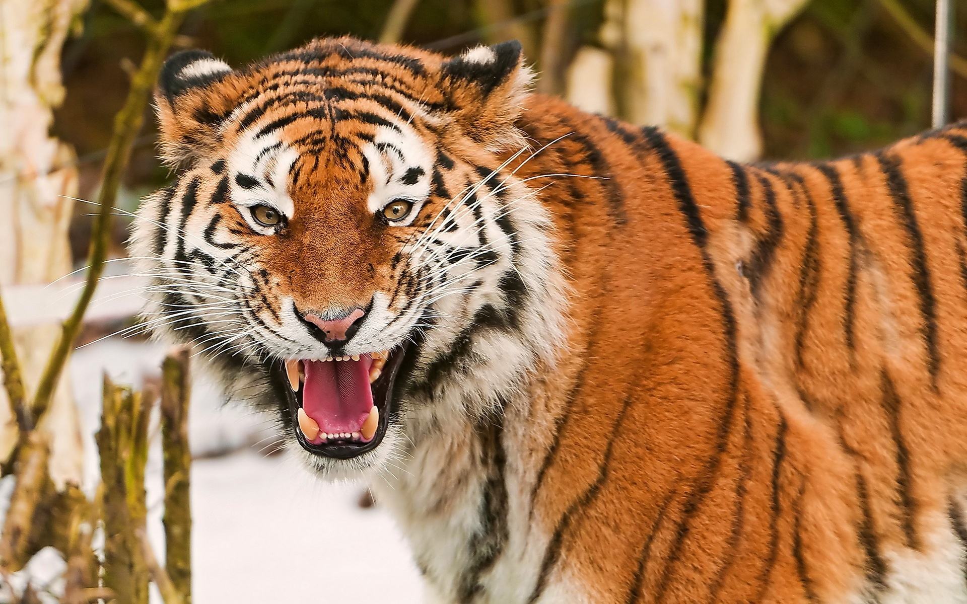 心理测试:哪只老虎你觉得最凶猛,测你是不是一个天生奢靡的人