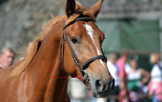 《说文解字》第315课:齒部六个生僻字,龇牙咧嘴的"龇"读啥?