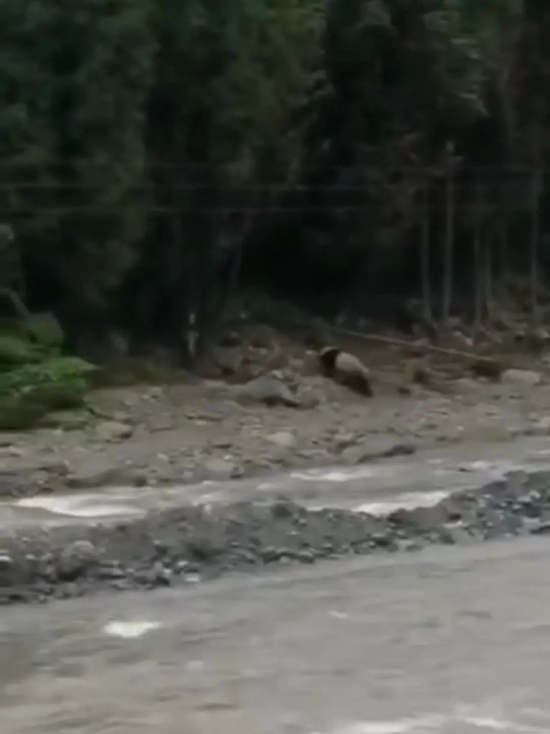 推荐村民用四川话向遛弯大熊猫打招呼，大熊猫停下来与村民隔河相望