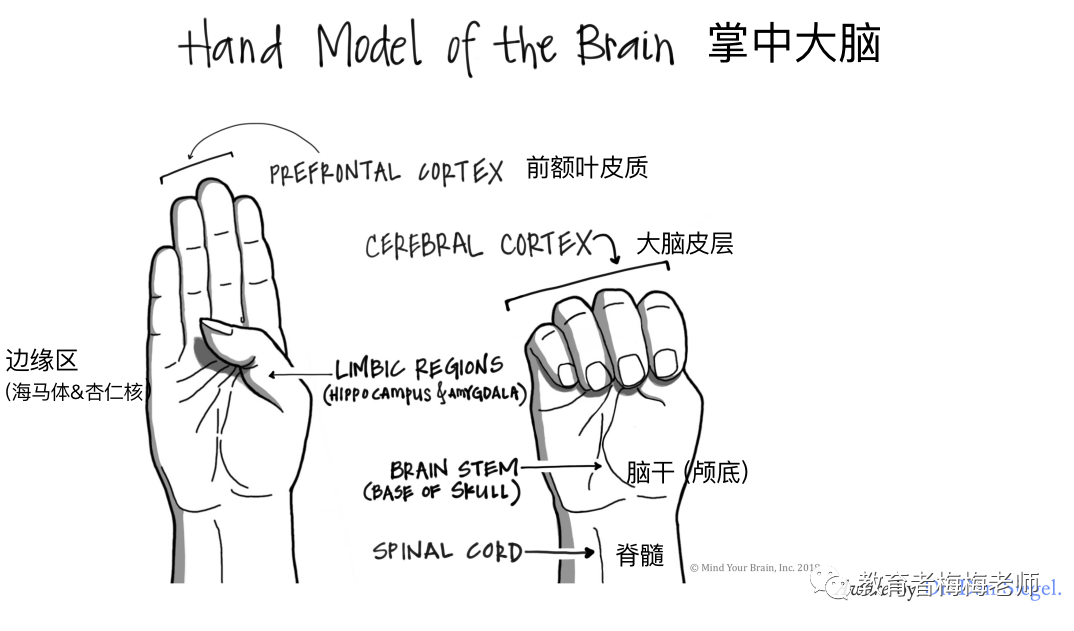 孩子常发脾气,试试"掌中大脑"小妙招丨儿童社会情感技能