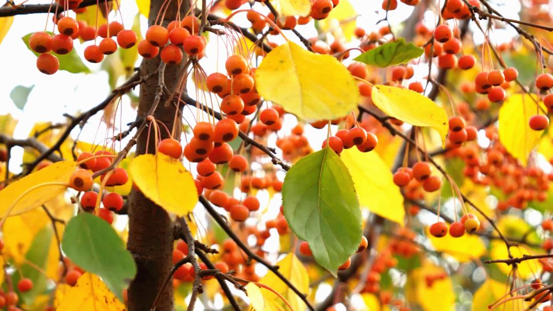 磁县的秋天有一种美,叫柿子熟了.